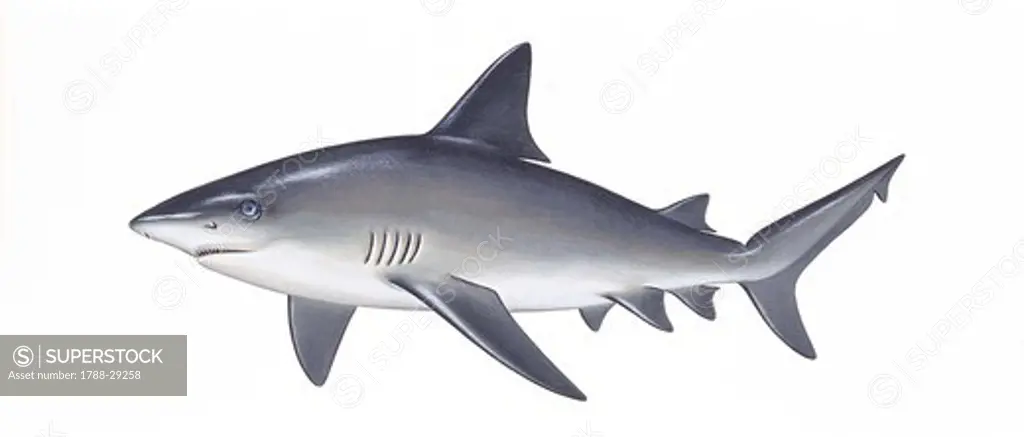 Zoology - Fishes - Squaliformes - Sandbar shark (Carcharhinus plumbeus), illustration