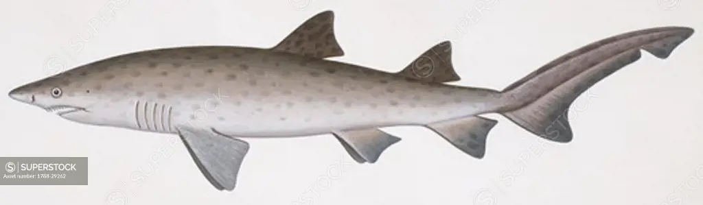 Zoology - Fishes - Lamniformes - Odontaspididae - Sand tiger shark (Carcharias taurus), illustration