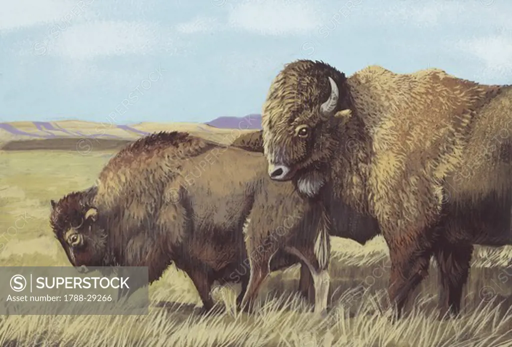 Zoology - Mammals - Artiodactyls - Bovids - American bison (Bison bison), illustration
