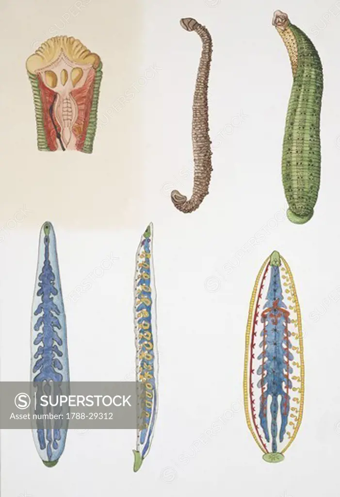 Zoology - Annelida - Medium group of leeches, illustration