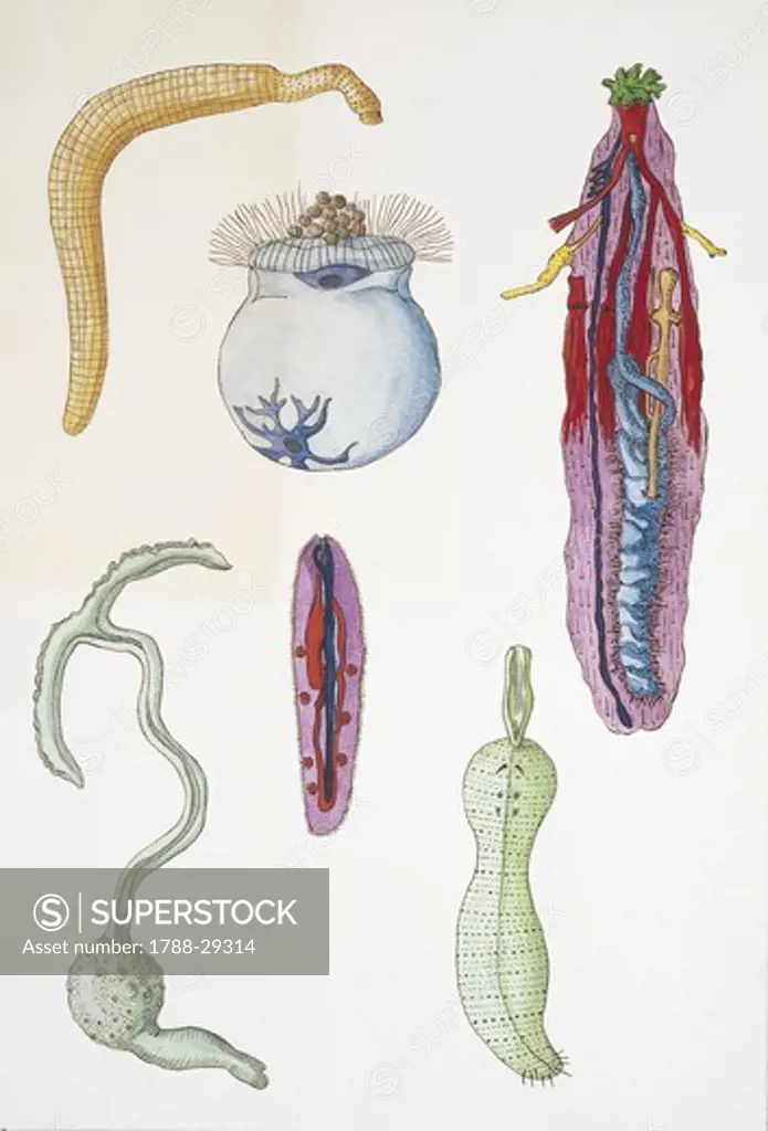Medium group of velvet worms (onychophora), illustration  Zoology