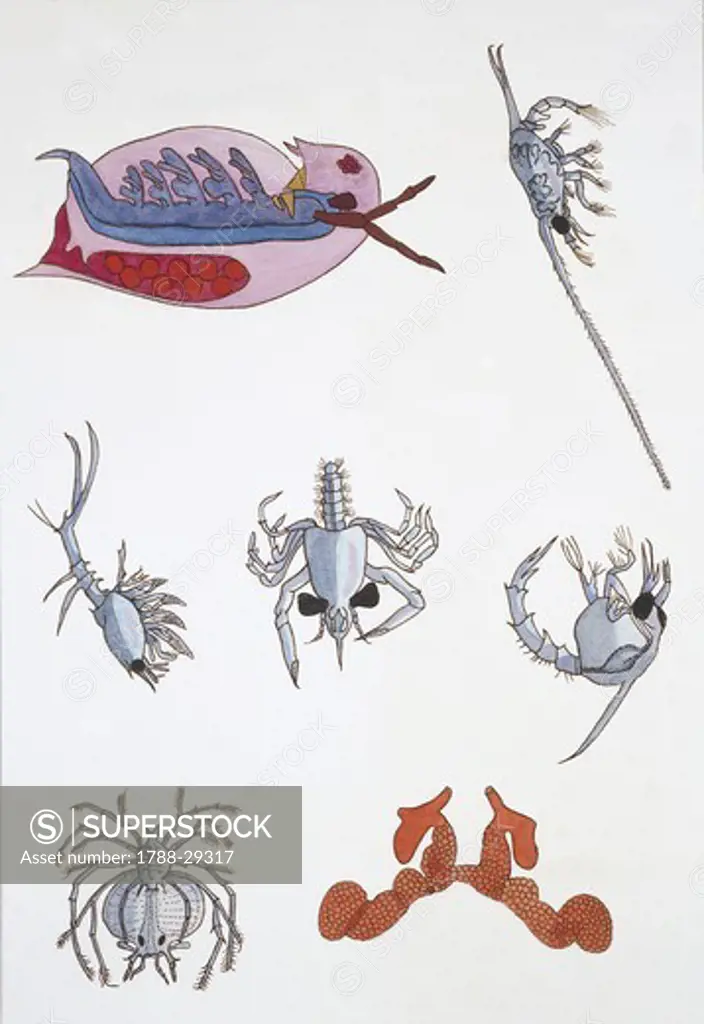Zoology - Medium group of crustaceans, illustration