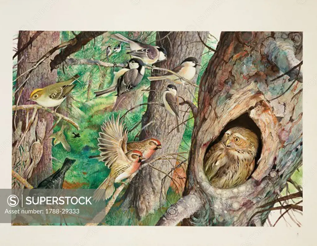 Environment and Nature - Bird varieties in a larch. Illustration.