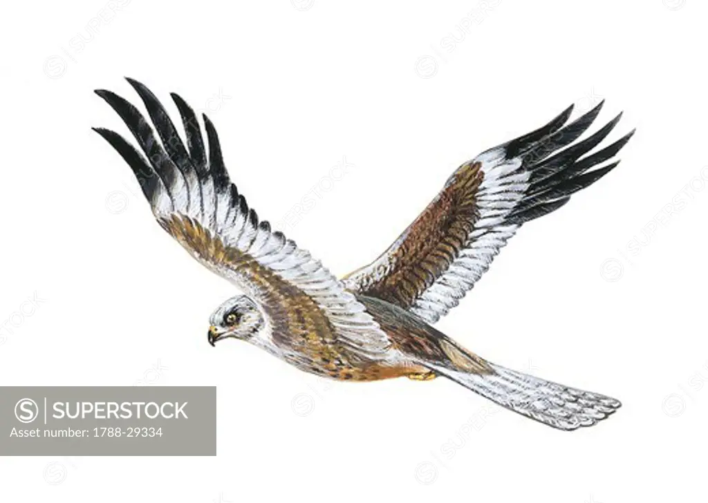 Zoology - Birds - Falconiformes - Western Marsh Harrier (Circus aeruginosus) in flight, illustration