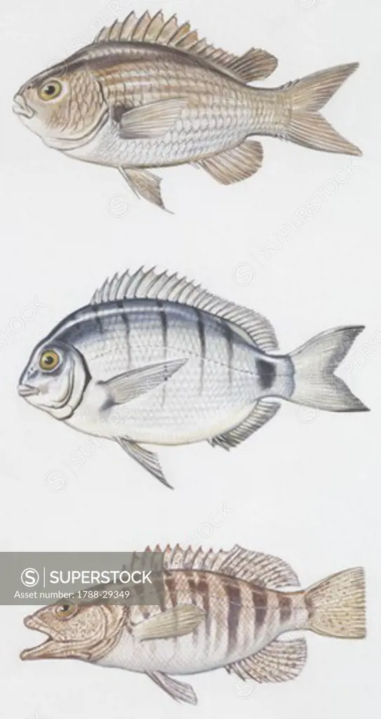 Zoology - Fishes - Perciformes - Brown comber (Serranus hepatus), White seabream (Diplodus sargus), Damselfish (Chromis chromis), illustration