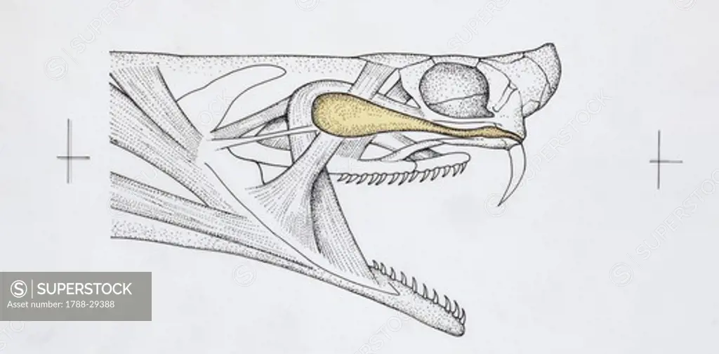 Zoology - Scaled reptiles - Viperidae - Asp viper or European asp (Vipera aspis), muscles of head, illustration