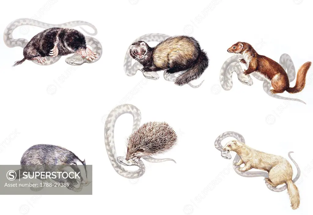 Zoology - Scaled reptiles - Viperidae - Asp vipers (Vipera aspis) and predators, illustration