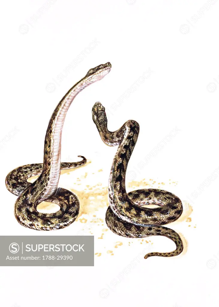 Zoology - Scaled reptiles - Viperidae - Two male Asp vipers (Vipera aspis), ritual duel, illustration