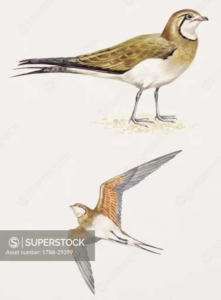 Zoology - Birds - Charadriiformes - Collared Pratincole, (Glareola pratincola), illustration
