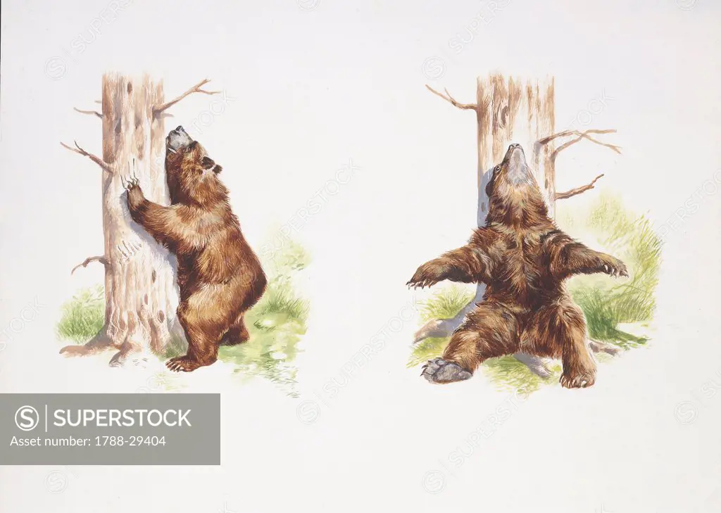 Zoology - Ursids - Marsican Brown Bear (Ursus arctos marsicanus) by tree, illustration