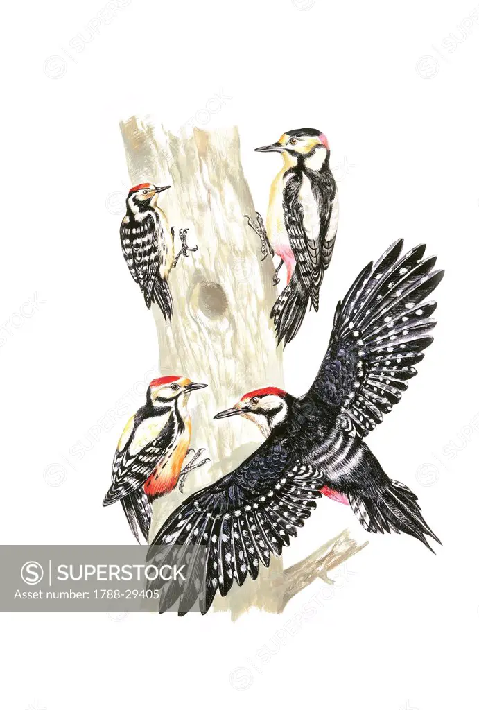 Zoology - Birds - Piciformes - Great Spotted Woodpeckers (Dendrocopos major) and White-backed Woodpecker (Dendrocopos leucotos), illustration