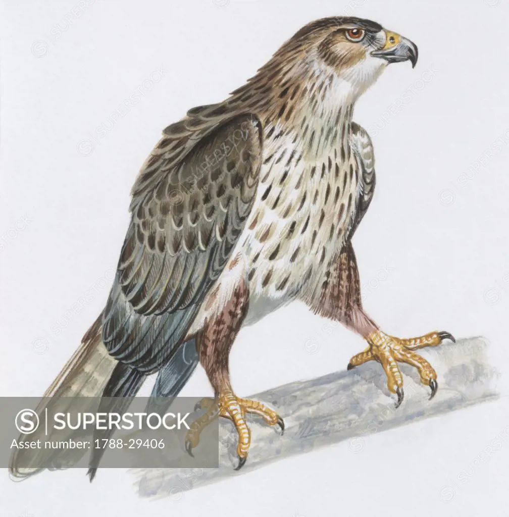 Zoology - Birds - Falconiformes - Bonelli's Eagle (Hieraaetus fasciatus), illustration