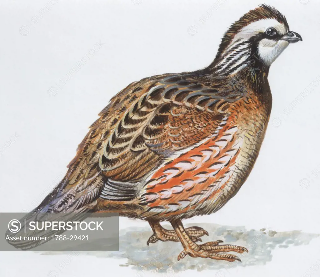 Zoology - Birds - Galliformes - Bobwhite Quail (Colinus virginianus), illustration