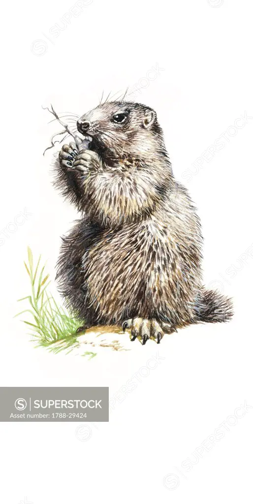 Zoology - Rodents - Sciurids - Alpine Marmot (Marmota marmota), illustration