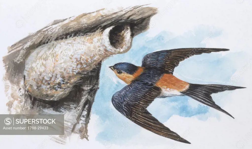 Zoology - Birds - Passeriformes - Red-rumped Swallow (Hirundo daurica), illustration