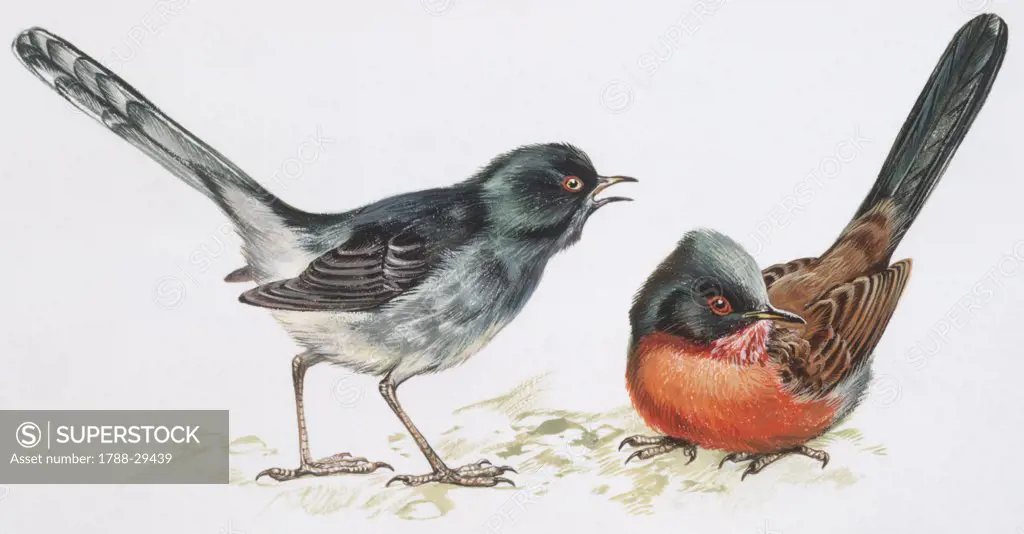 Zoology - Birds - Passeriformes - Dartford Warbler, (Sylvia undata) and Marmora's Warbler, (Sylvia sarda), illustration