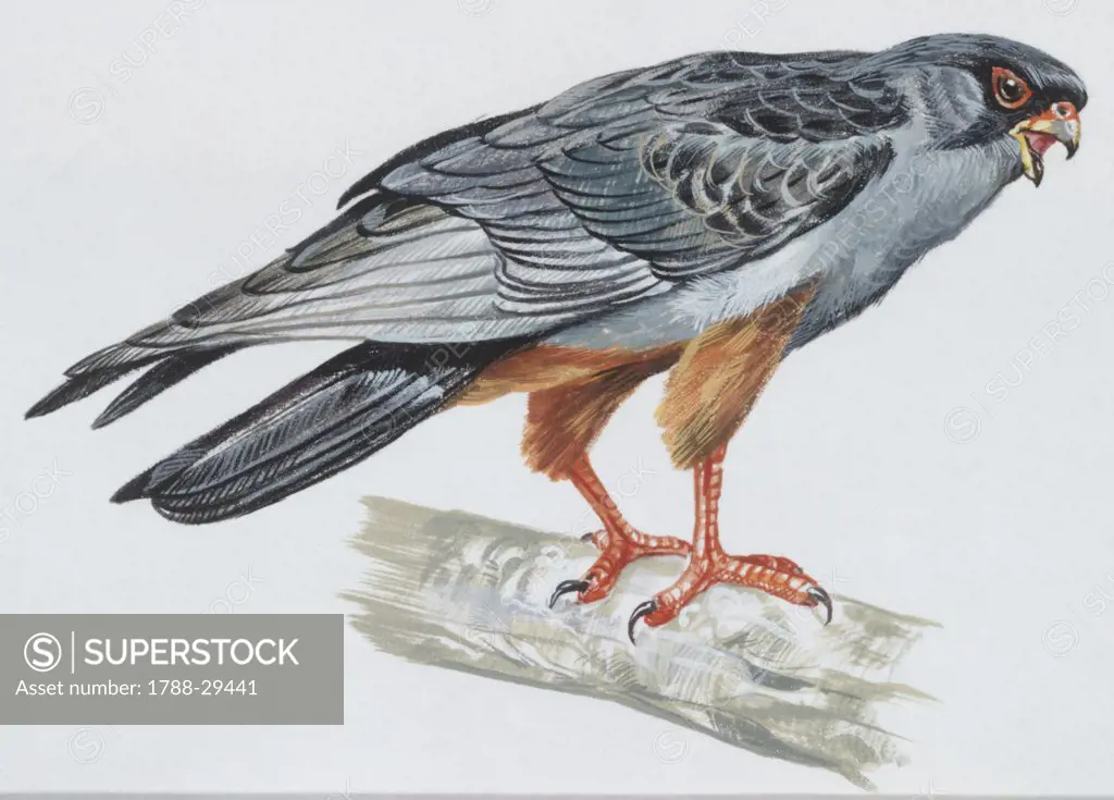 Zoology - Birds - Falconiformes - Red-footed Falcon (Falco vespertinus), illustration