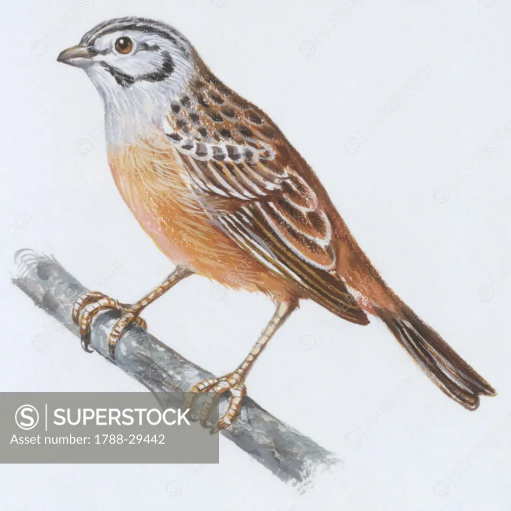 Zoology: Birds, Rock Bunting, (Emberiza cia), illustration  Biology, Zoology