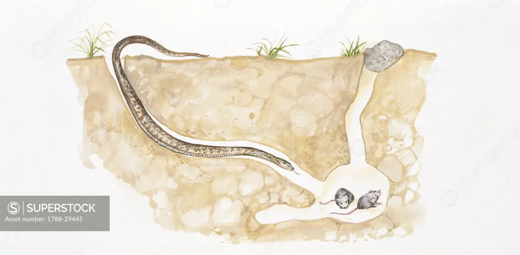 Zoology - Scaled reptiles - Colubridae - Smooth snake (Coronella austriaca) slithering into cave with two mice, illustration