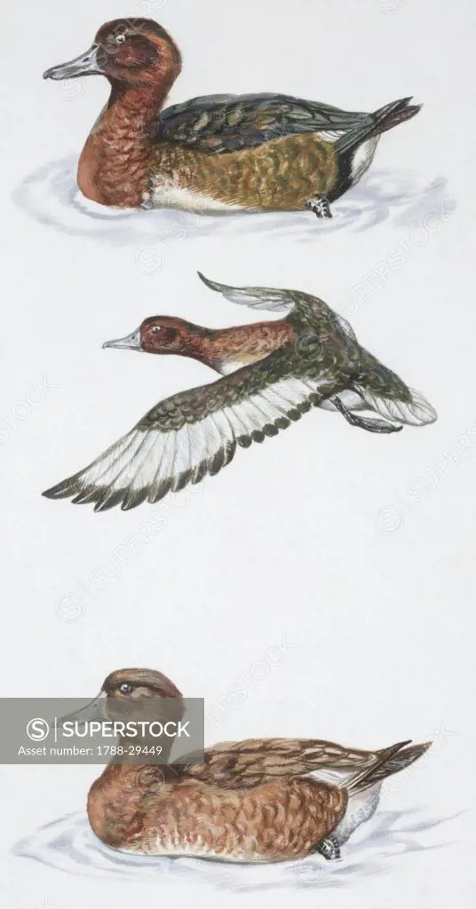 Zoology - Birds - Anseriformes - Ferruginous Duck (Aythya nyroca), illustration