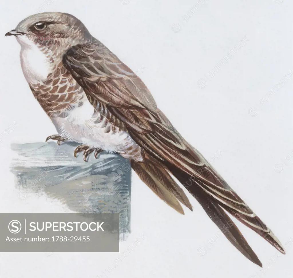 Zoology: Birds, Alpine Swift, (Apus melba), illustration  Biology, Zoology