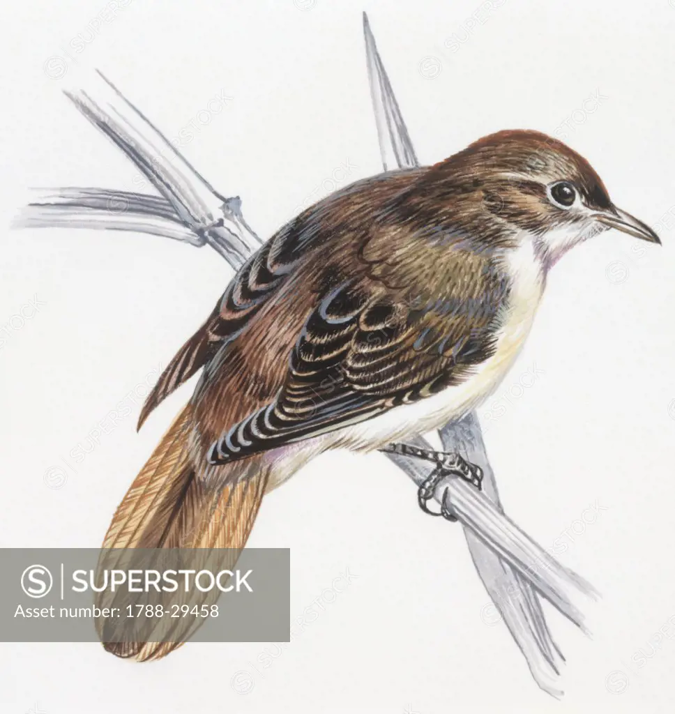 Zoology - Birds - Passeriformes - Savi's Warbler (Locustella luscinioides), illustration