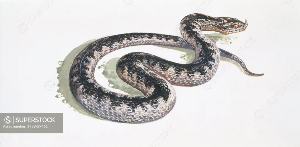 Zoology - Reptiles - Viperidae - Long-nosed viper (Vipera ammodytes), illustration