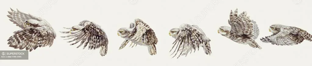 Zoology: Birds, Falconiformes, Pallid Harrier (Circus macrourus), Montagu's Harrier (Circus pygargus), Hen Harrier (Circus cyaneus), Western Marsh Harrier (Circus aeruginosus), illustration  Biology, Zoology