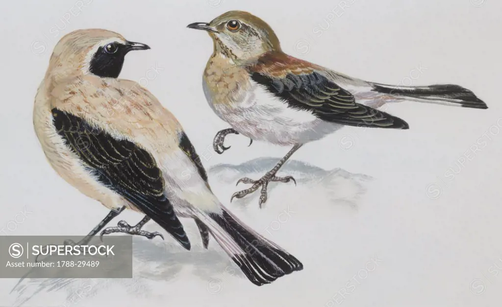 Zoology - Birds - Passeriformes - Black-eared Wheatear (Oenanthe hispanica), male and female, illustration