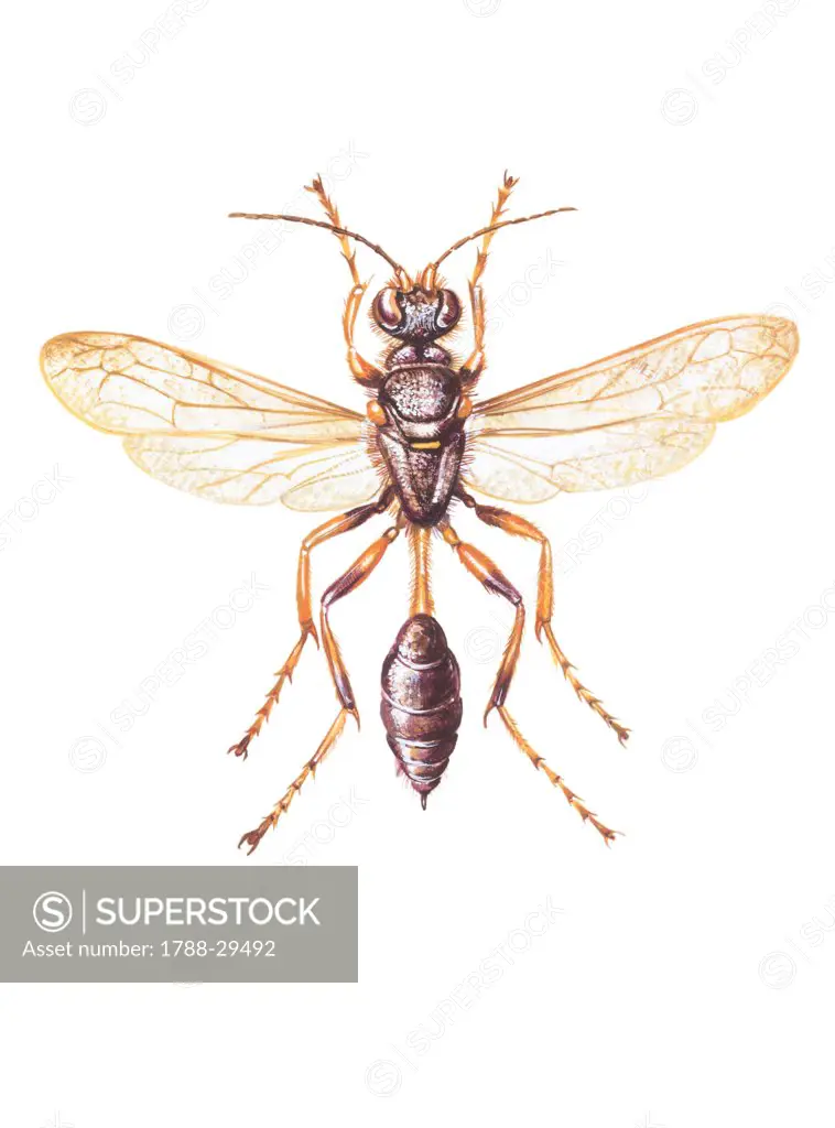 Zoology - Insects - Sphecidae - Sceliphron, illustration.