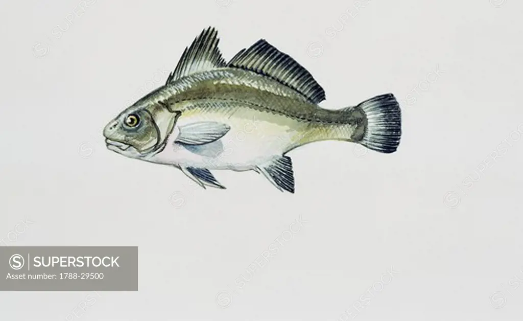 Zoology: Fish - Perciformes - Corb (Sciaena umbra). Art work