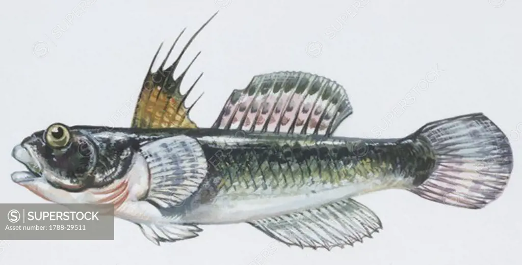 Fishes: Perciformes Gobiidae, Black goby (Gobius niger), illustration  Biology: Zoology