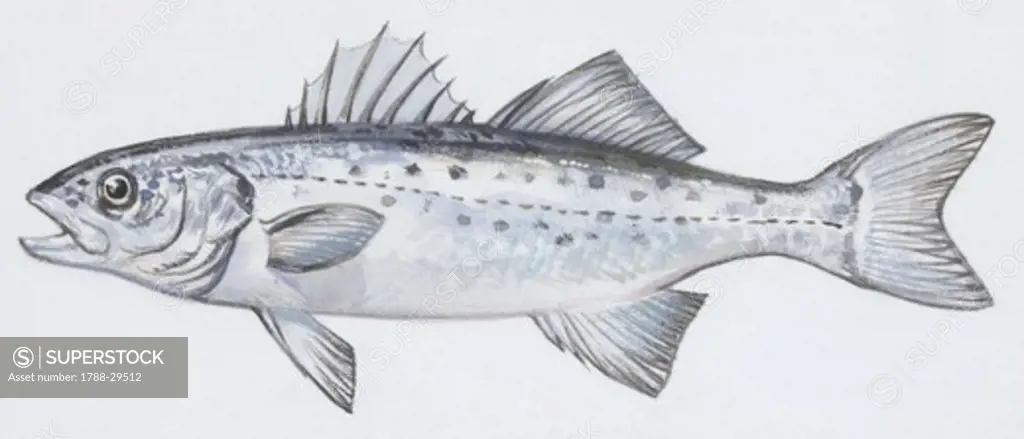 Fishes: Perciformes Moronidae, European seabass (Dicentrarchus labrax ), illustration  Biology: Zoology