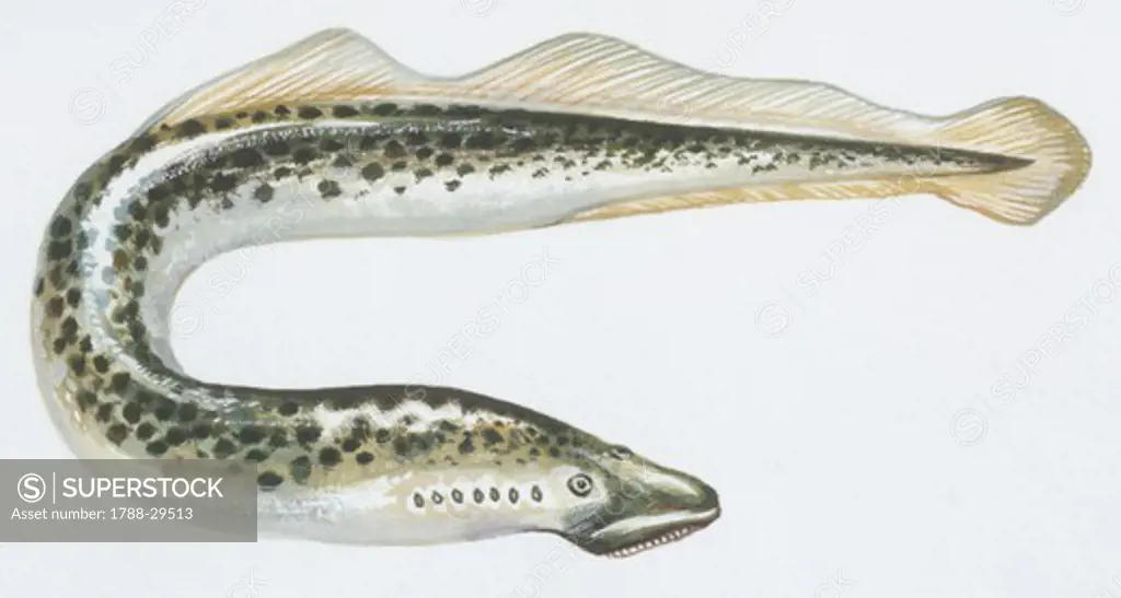 Zoology - Fishes - Petromyzontiformes - Petromyzontidae - Sea lamprey (Petromyzon marinus), illustration