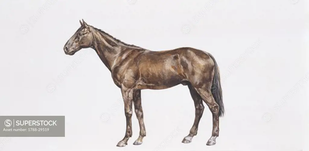 Zoology - Equids - Thoroughbred horse (Equus caballus), illustration