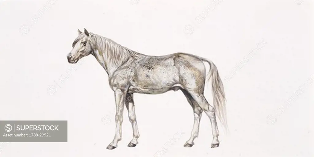 Zoology - Equids - Arab thoroughbred horse (Equus caballus), illustration