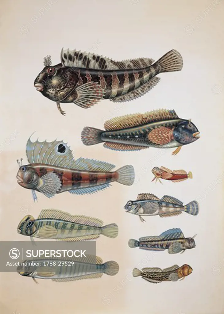 Zoology: Fish - Various blenny species. Art work