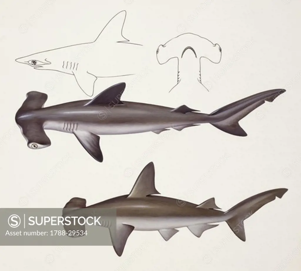 Fishes: Hammer head shark, muraena helena, anguilliformes  Biology: Zoology