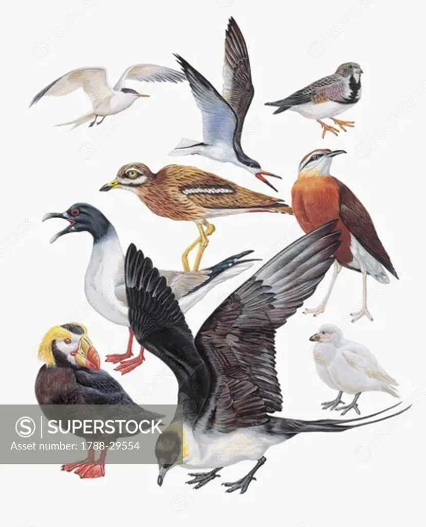 Zoology: Birds - Charadriiformes. Art work
