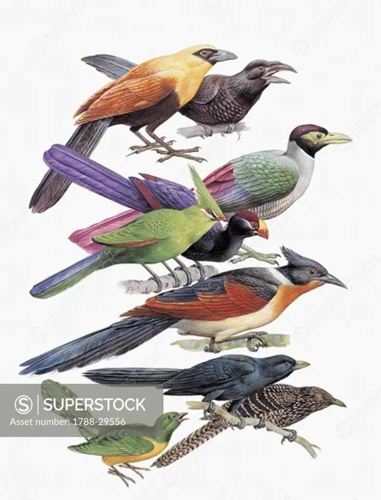 Zoology: Birds - Cuculiformes. Art work