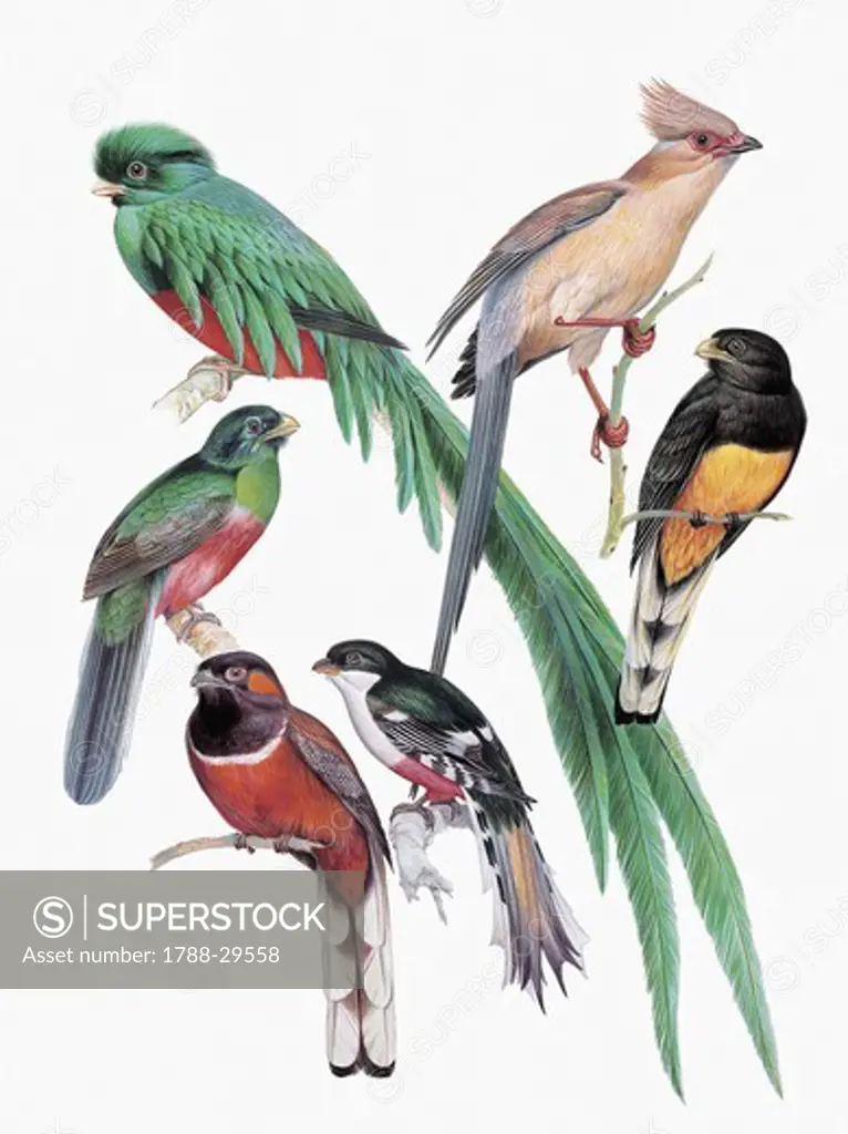 Zoology: Birds - Trogoniformes. Art work