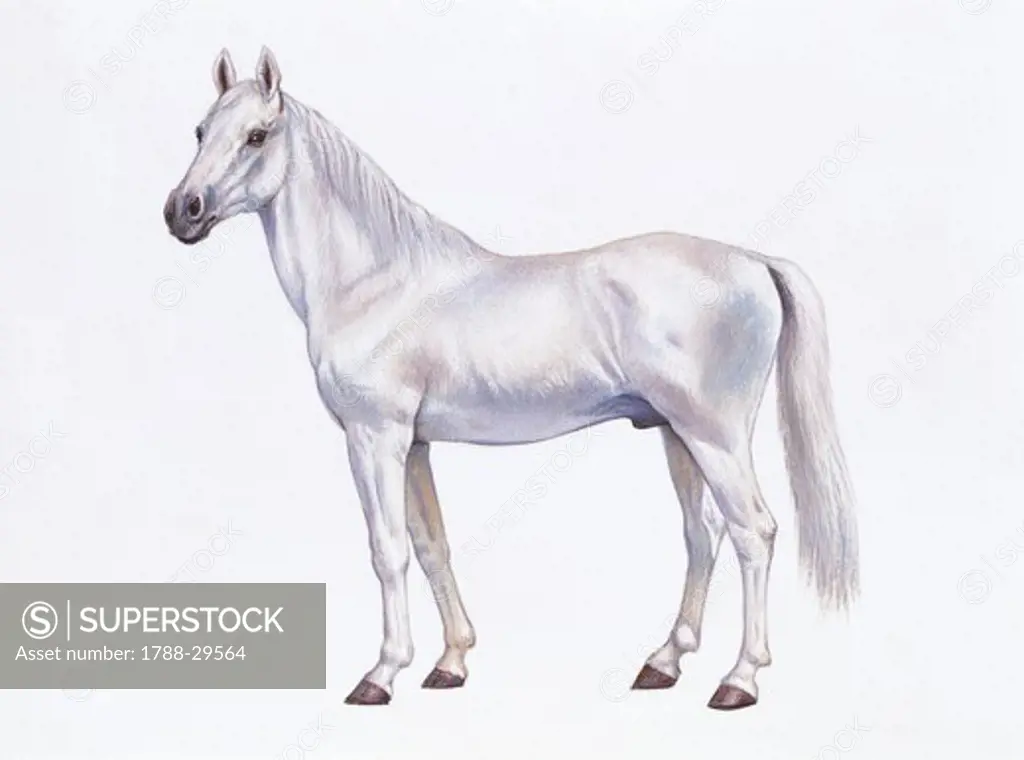 Zoology - Equids - Arabian horse (Equus caballus), illustration