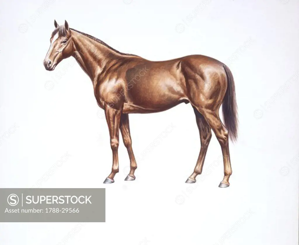 Zoology - Equids - English thoroughbred horse (Equus caballus), illustration