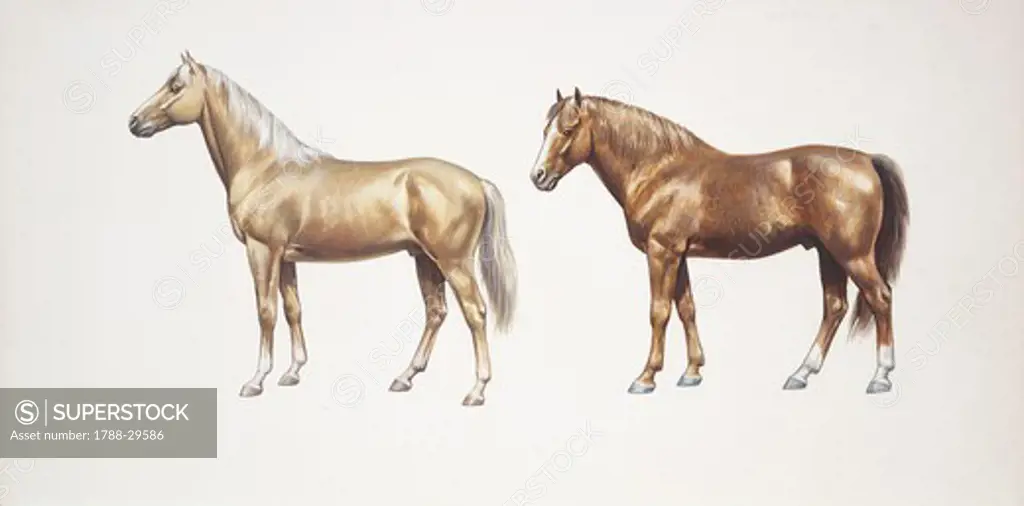 Palomino horse and morgan horse (Equus caballus), illustration  Zoology, Mammals, Perissodactyla