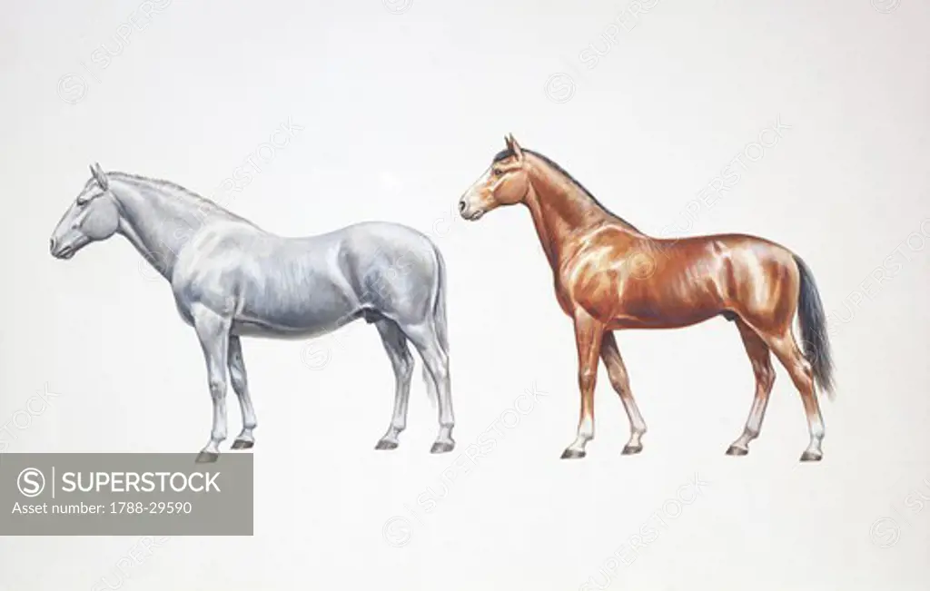 Standard bred horse and american standardbred (Equus caballus), illustration  Zoology, Mammals, Perissodactyla