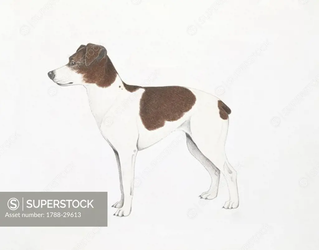 Zoology - Mammals - Canidae - Dogs (Canis familiaris), Skane Terrier, illustration