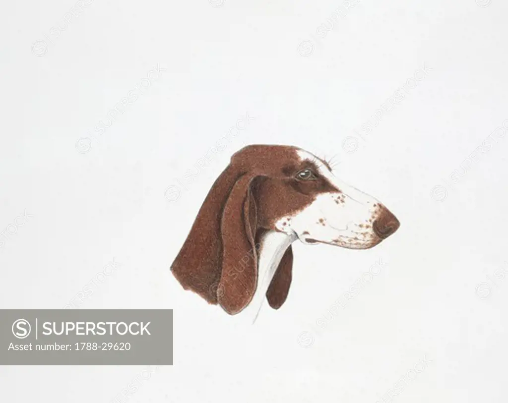 Braque Dupuy Dog, illustration  Zoology, Mammals
