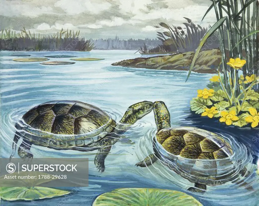 Zoology - Reptiles - Testudines - European pond terrapin or European pond turtle (Emys orbicularis), illustration