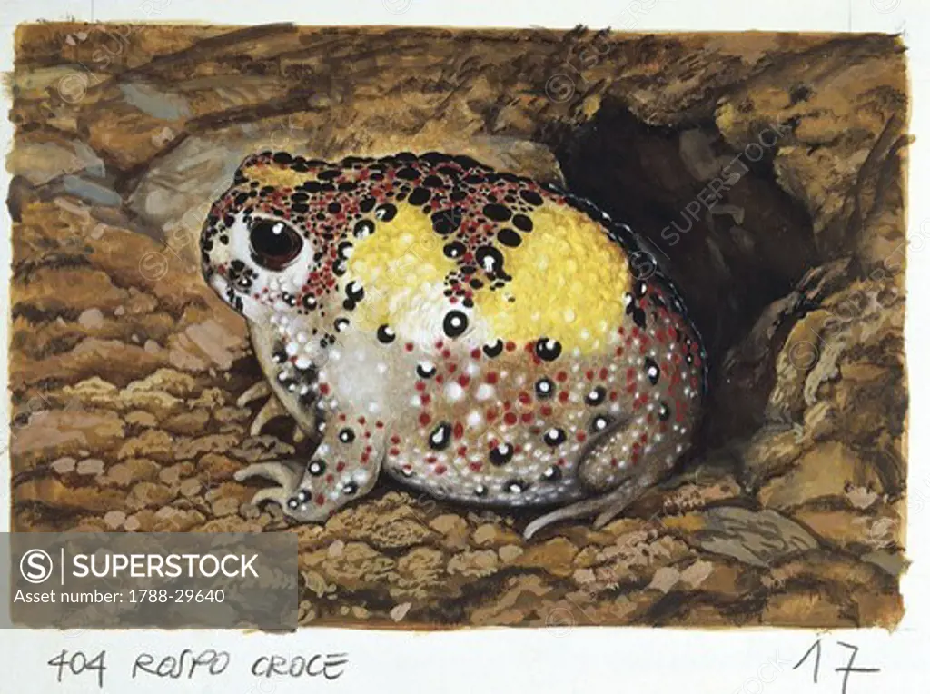 Zoology - Amphibians - Crucifix Toad or Holy Cross Frog (Notaden bennettii), illustration