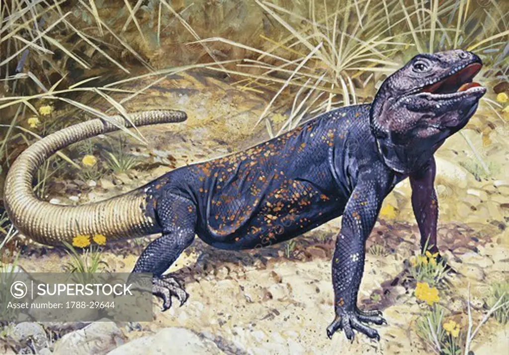 Zoology - Scaled reptiles - Iguanidae - Chuckwalla (Sauromalus ater), illustration